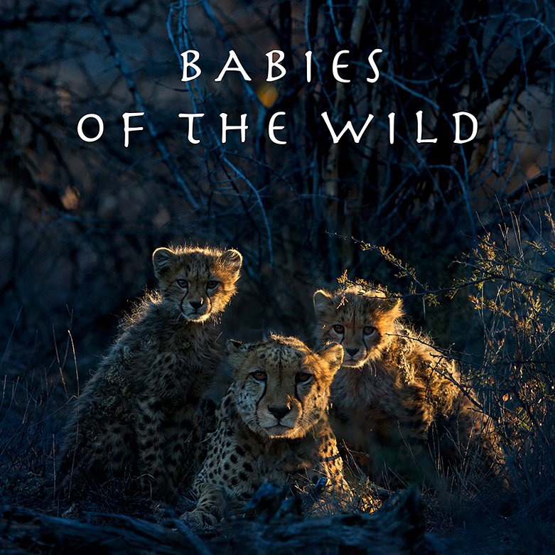 BABIES of the WILD (Electronic Book)