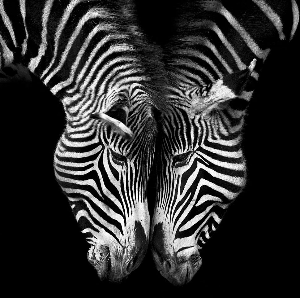 zebrasE1