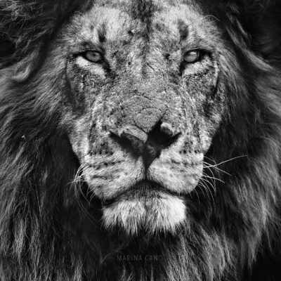 Inolvidable KENIA: MAASAI MARA del 20 al 29 de junio 2023