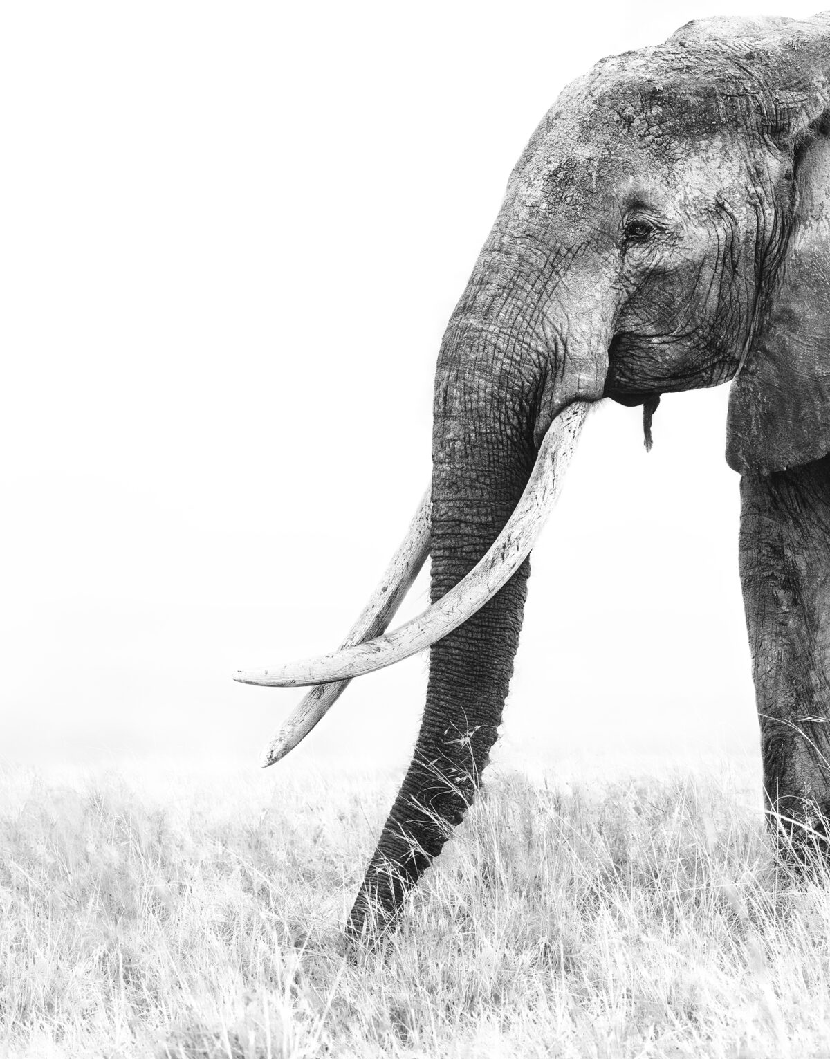 WILD HOPE