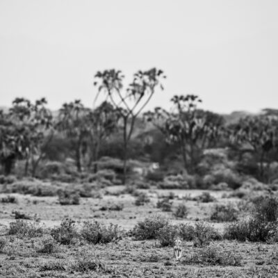 WILDERNESS