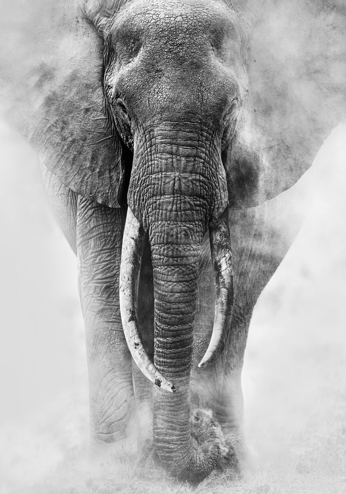 DUST & TUSKS