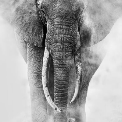 DUST & TUSKS