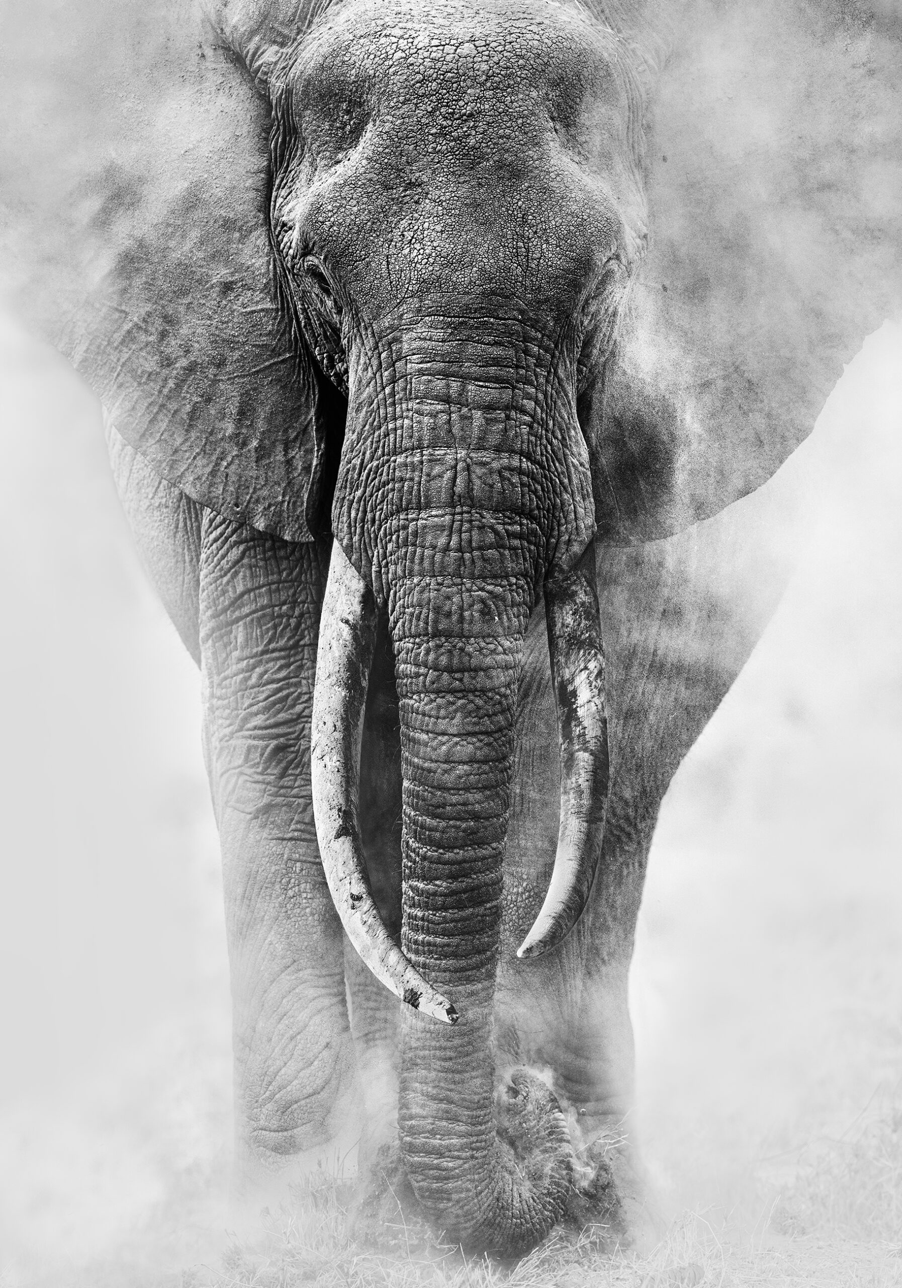 DUST & TUSKS 1 DUST & TUSKS