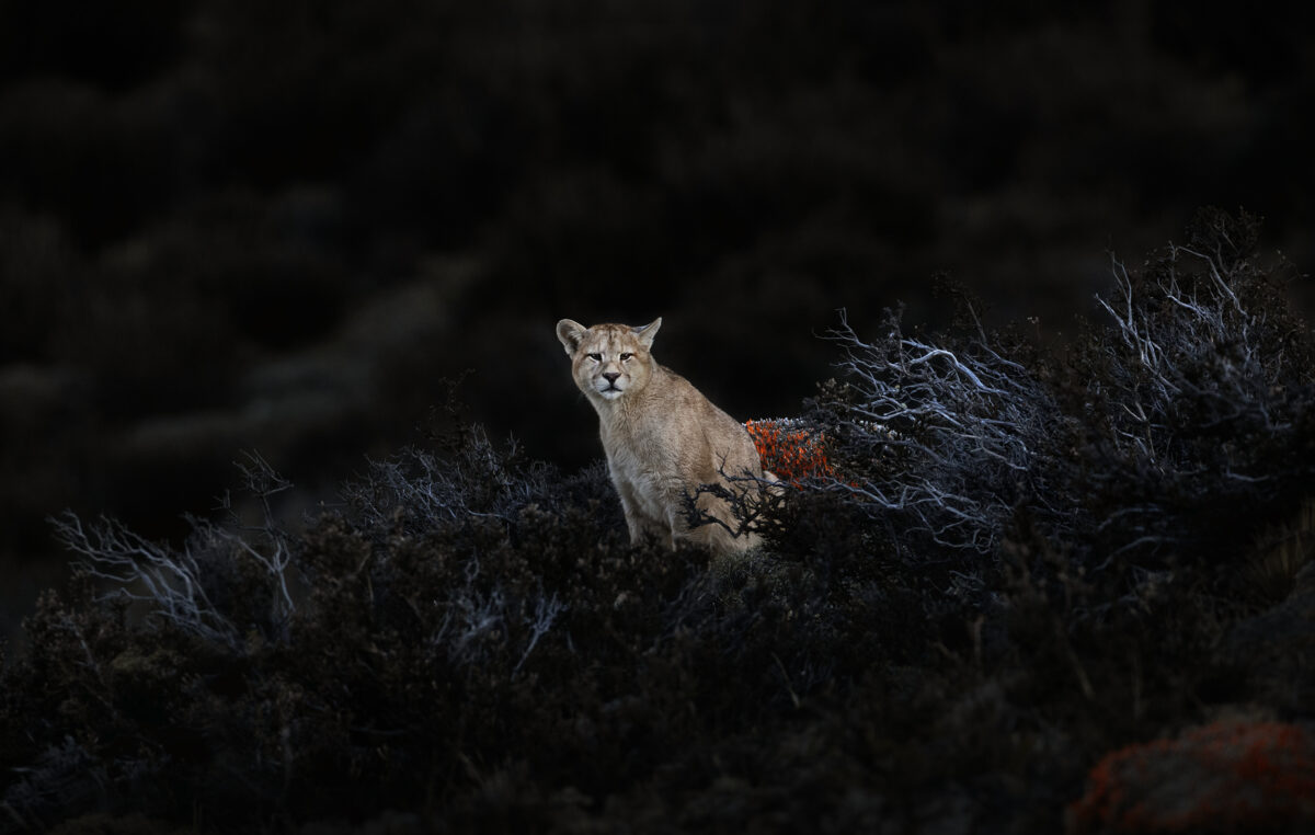 RESERVA - Viaje al fin del mundo: la tierra del puma