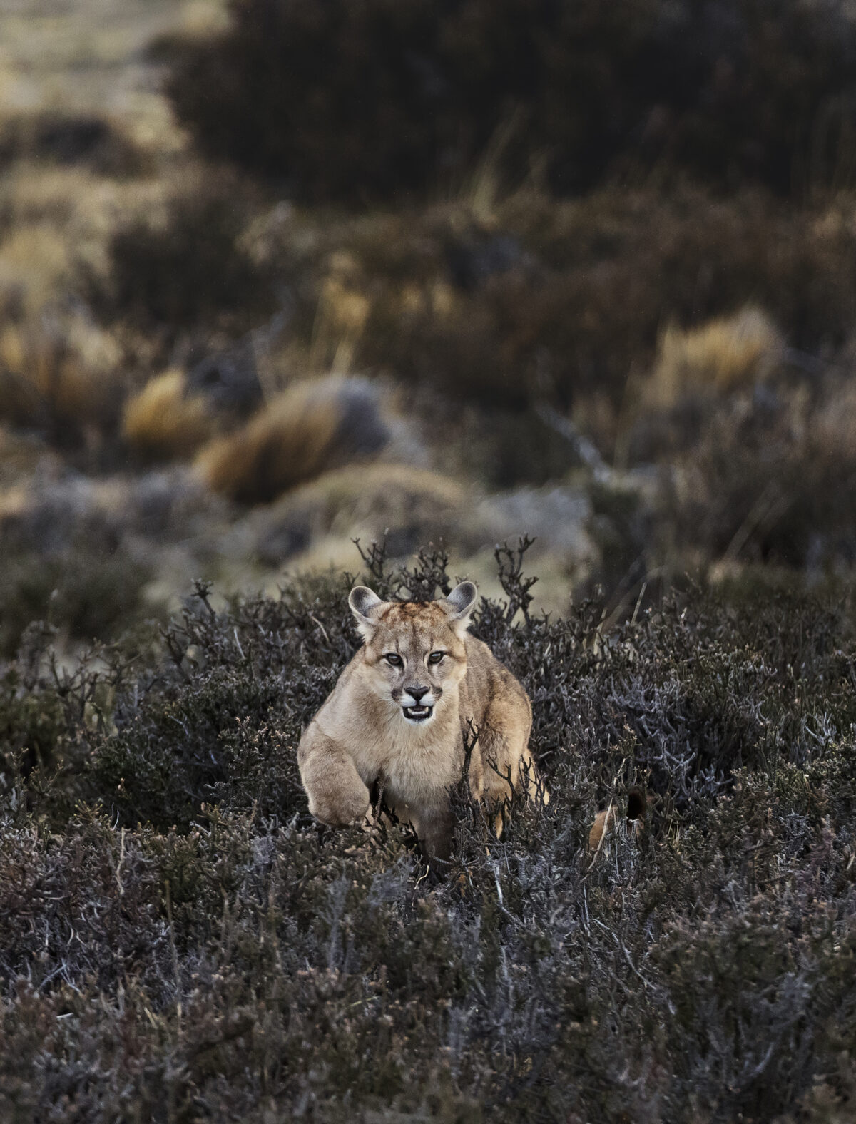 RESERVA - Viaje al fin del mundo: la tierra del puma