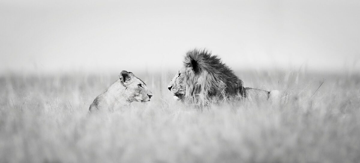 THE LOOK OF LOVE