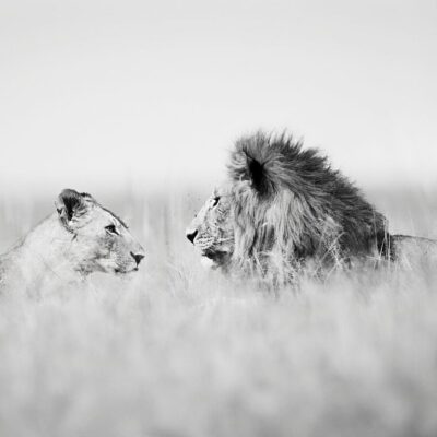 THE LOOK OF LOVE
