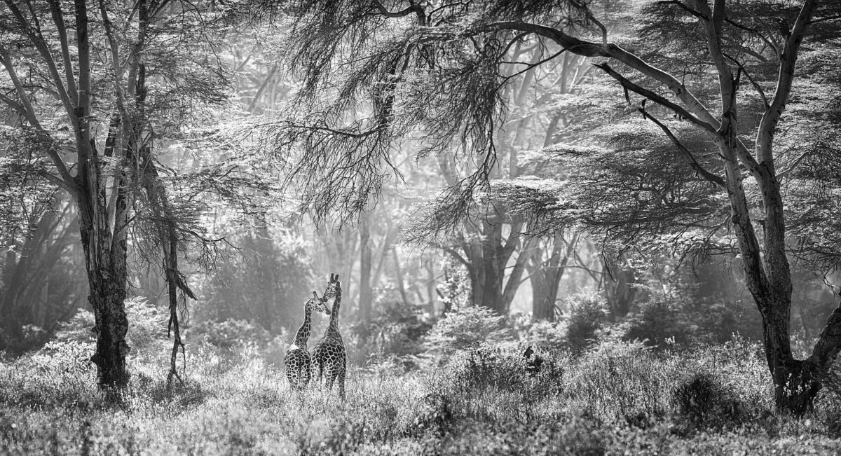 SECRETS IN THE WILD FOREST