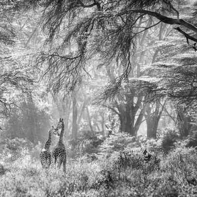 SECRETS IN THE WILD FOREST