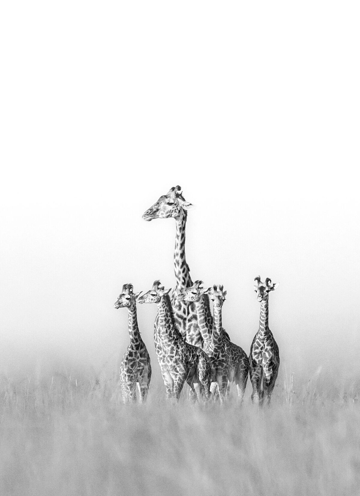 WILD ANGELS