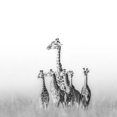 WILD ANGELS