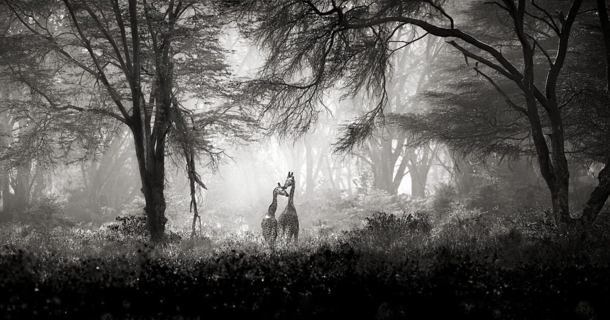 SECRETS IN THE WILD FOREST II