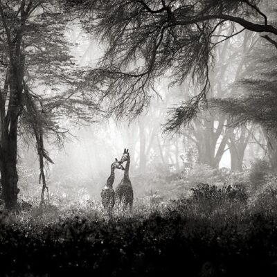 SECRETS IN THE WILD FOREST II