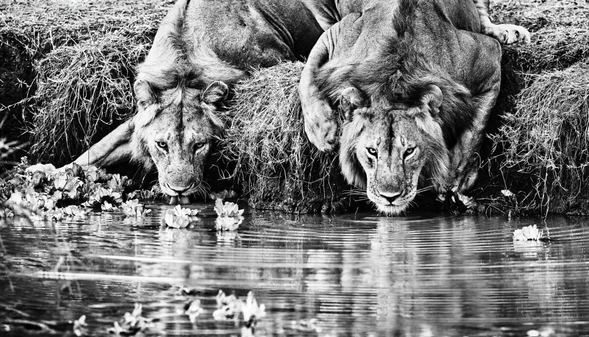 SINGITA LIONS