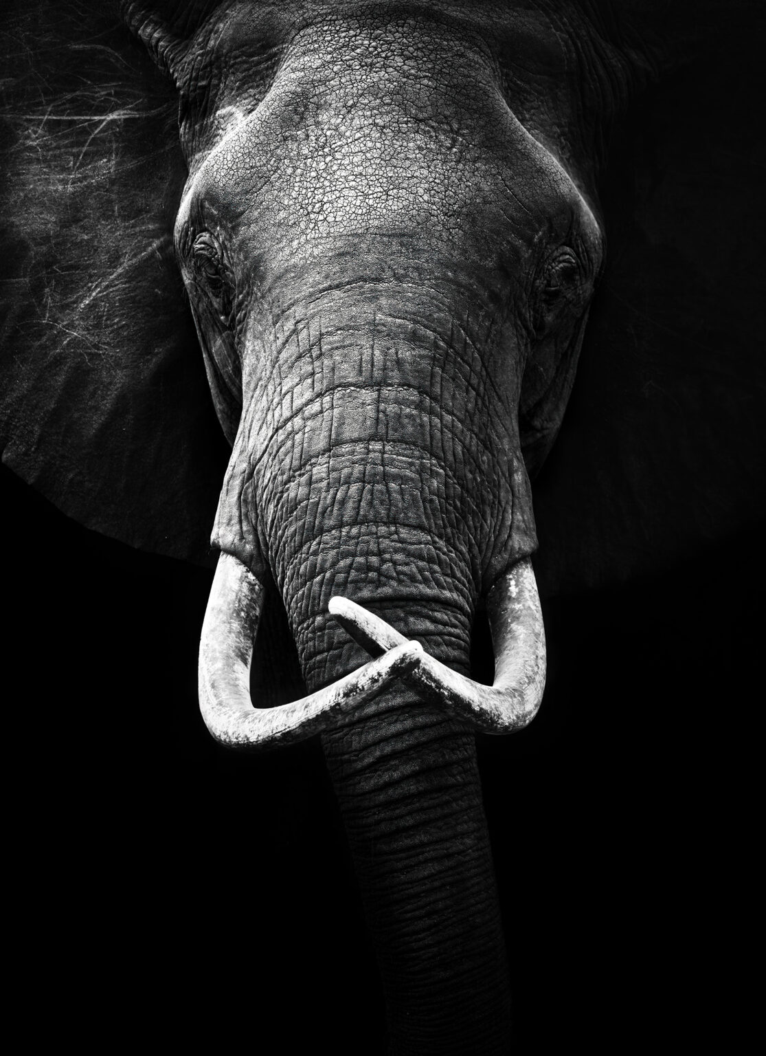 PRIVATE SAFARIS