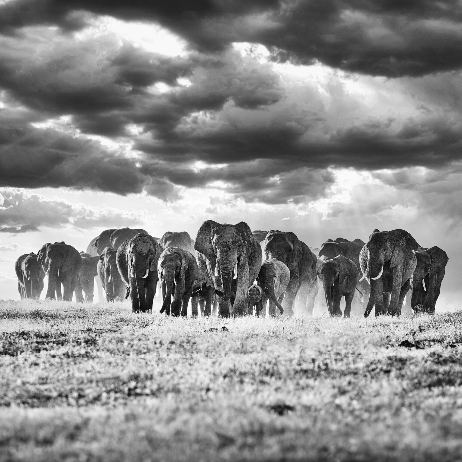 KENYA: Amboseli & Masai Mara