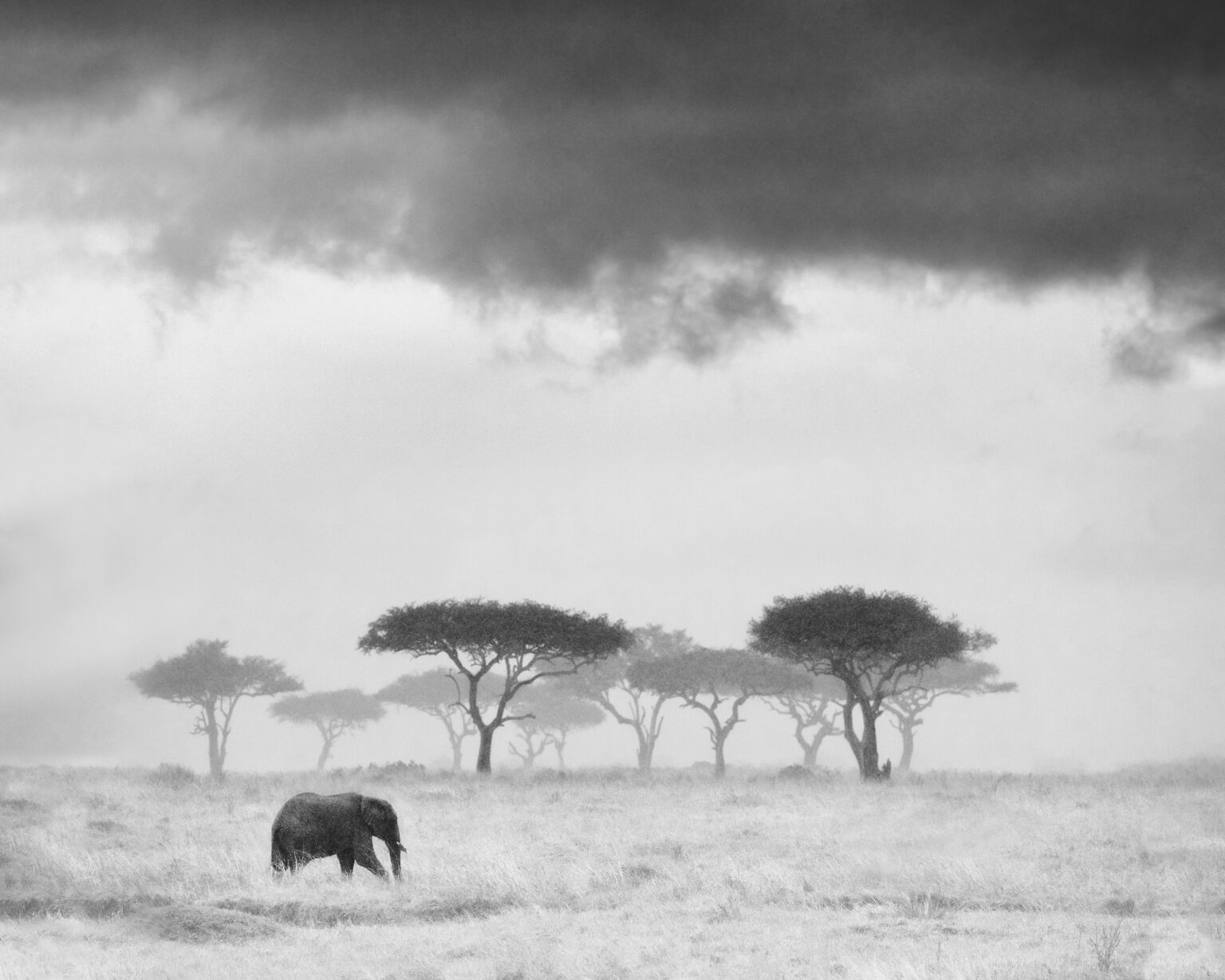 PRIVATE SAFARIS