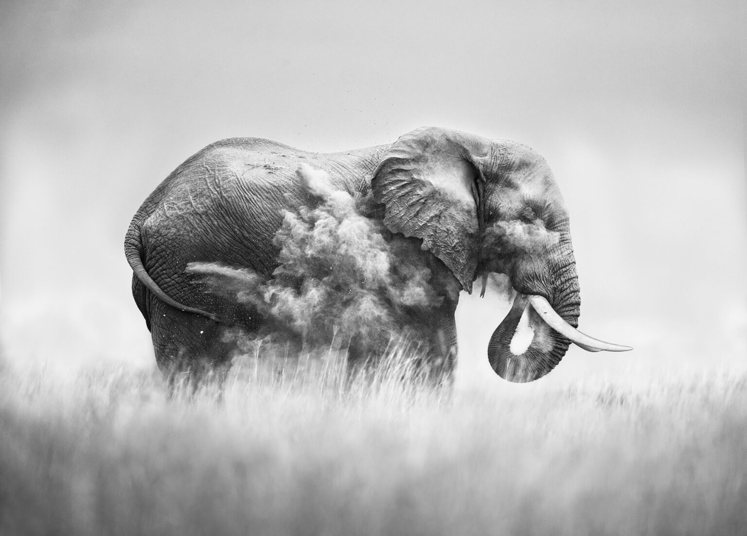 KENYA: Amboseli & Masai Mara
