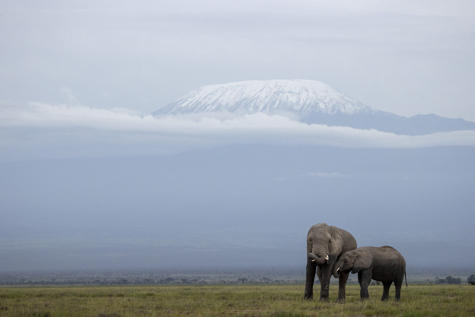 KENYA: Amboseli & Masai Mara