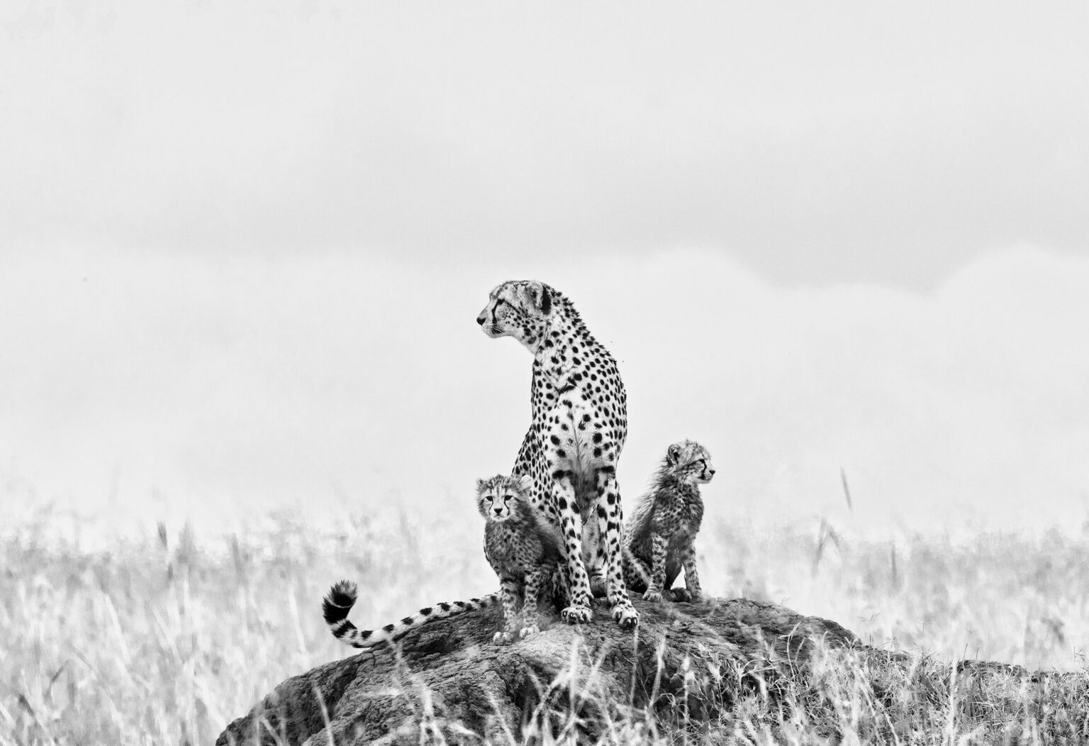 PRIVATE SAFARIS