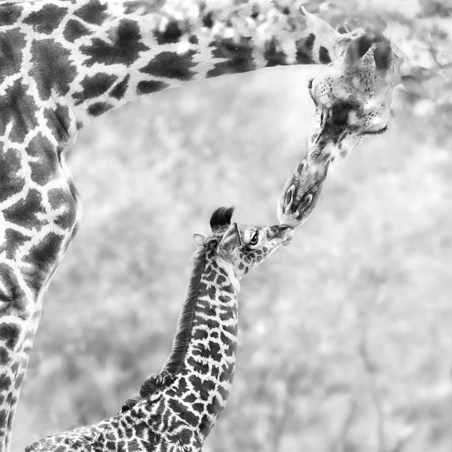 PRIVATE SAFARIS
