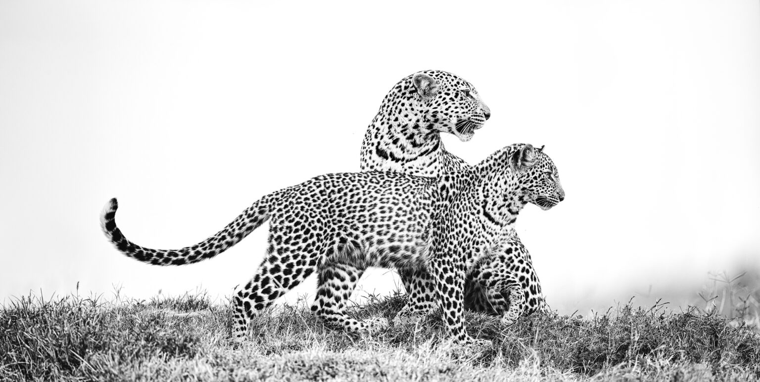 KENYA: Amboseli & Masai Mara