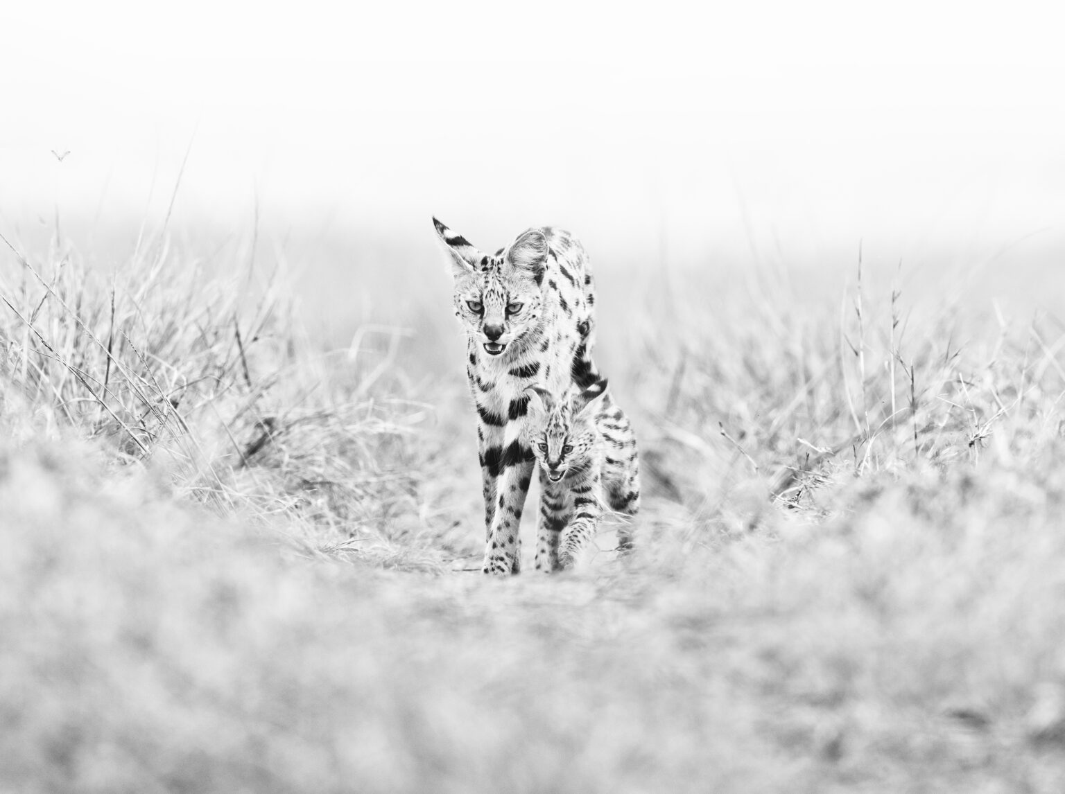 PRIVATE SAFARIS