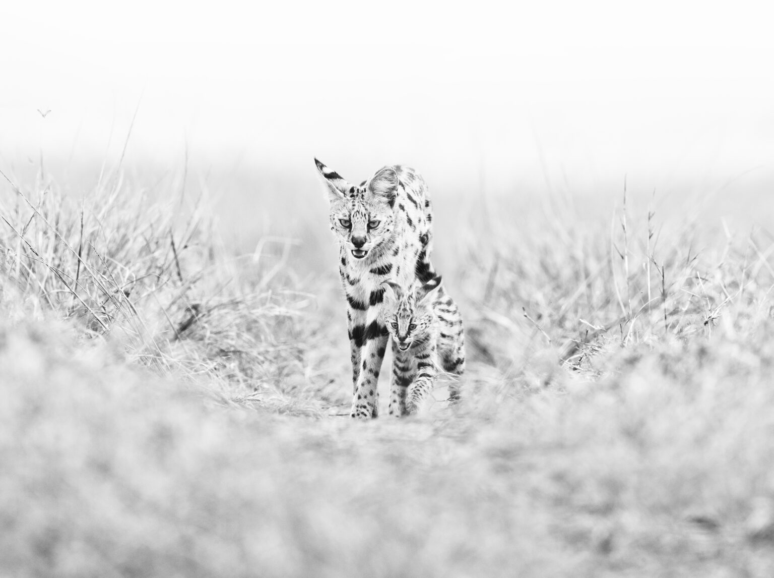 KENYA UNFORGETTABLE- Maasai Mara