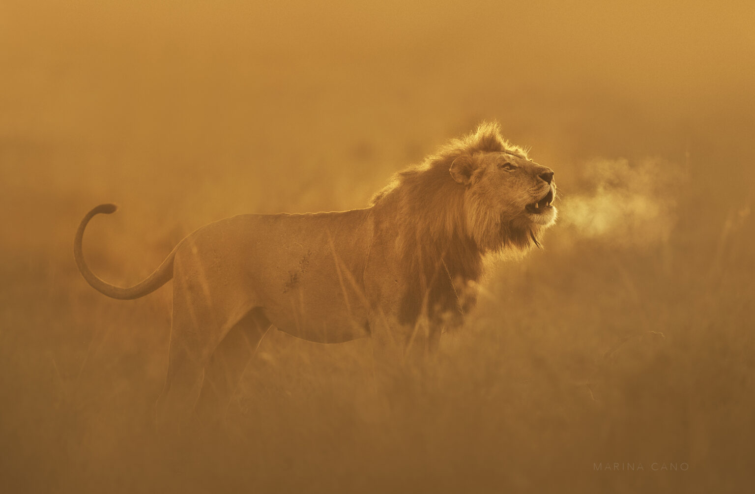 KENYA UNFORGETTABLE- Maasai Mara