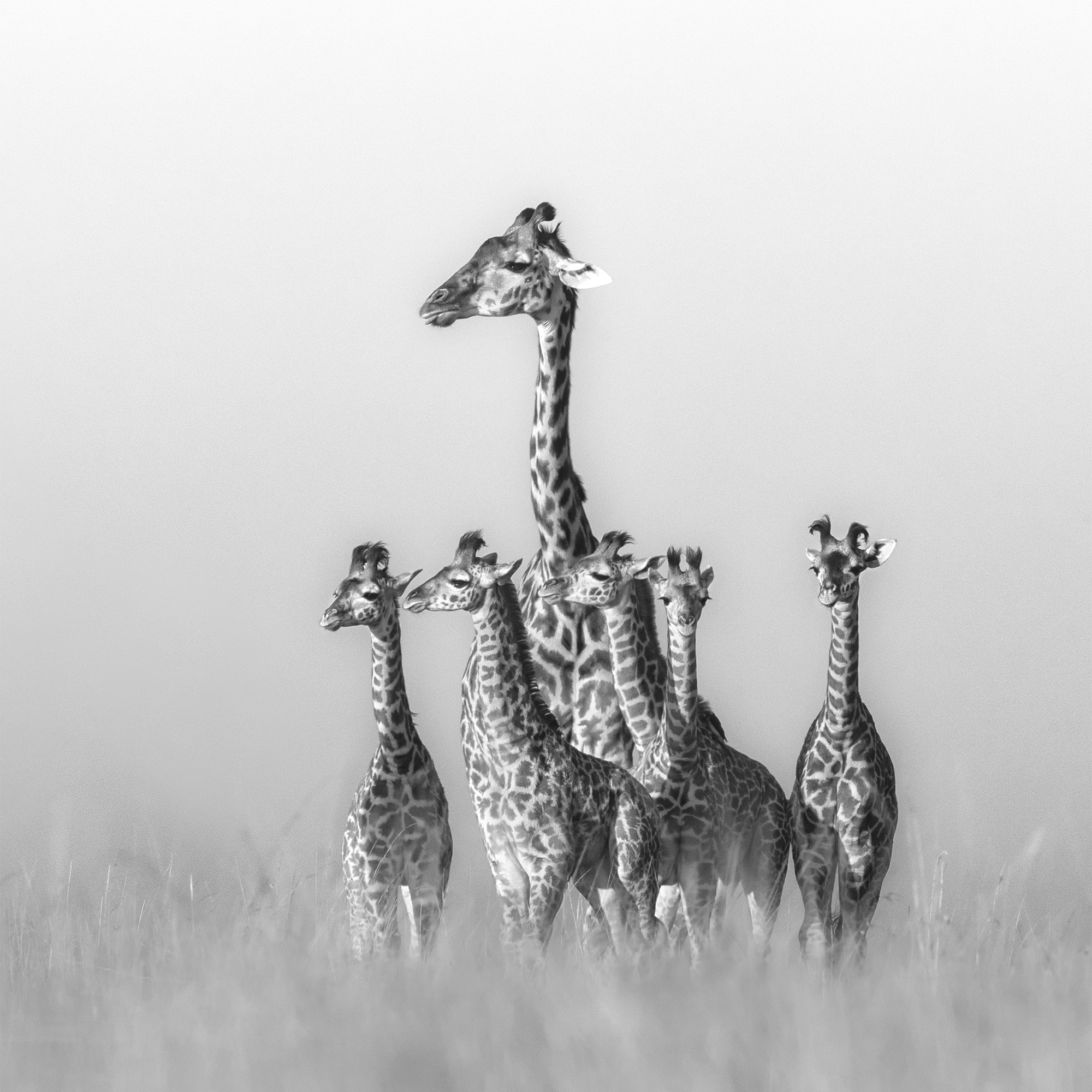 KENYA- Maasai Mara