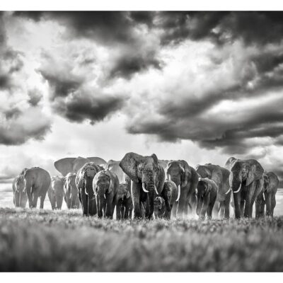 WALK OF GIANTS