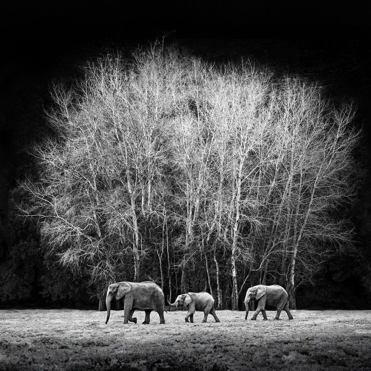WINTER SYMPHONY