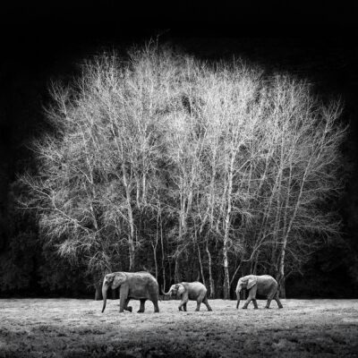 WINTER SYMPHONY