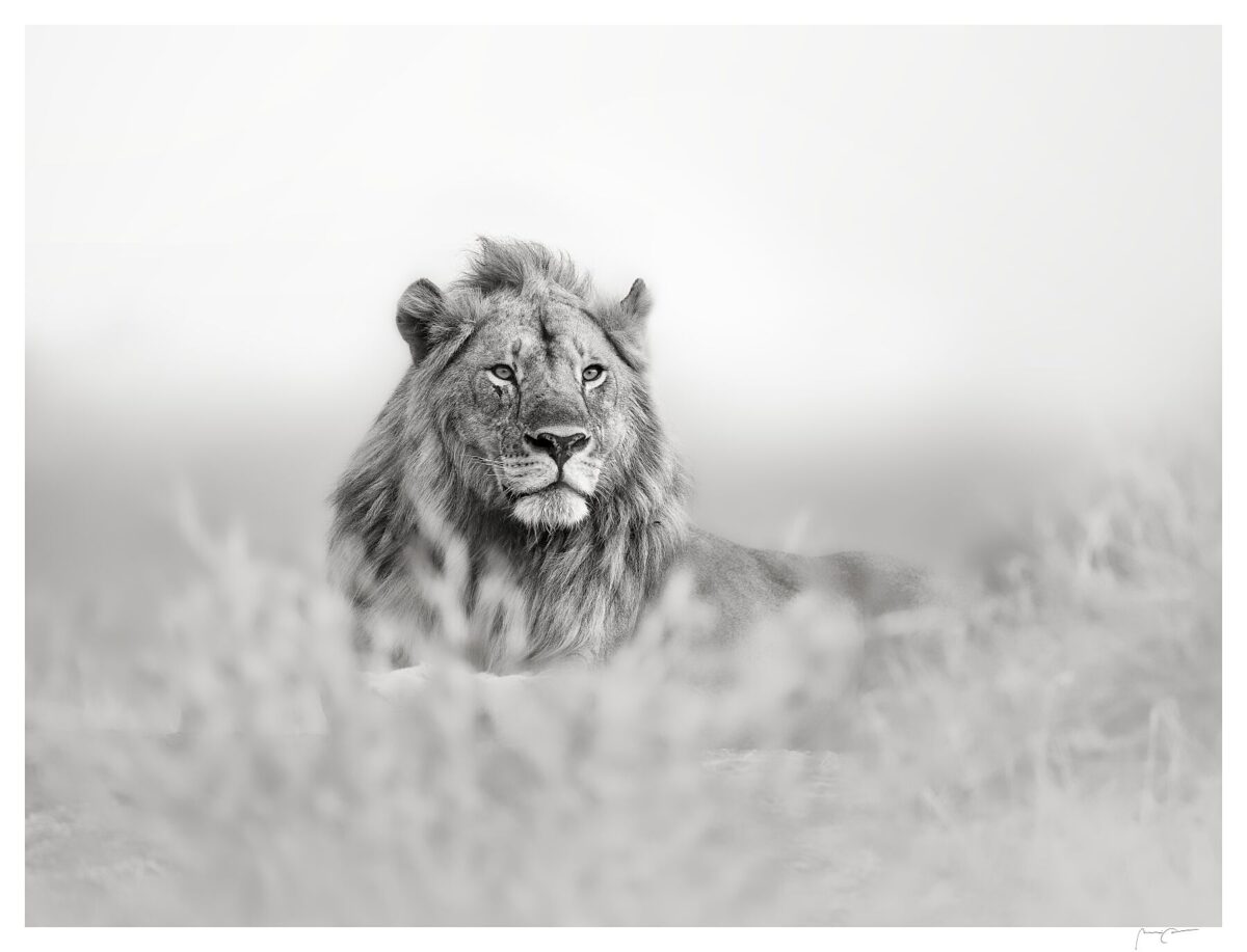 SINGITA LION II