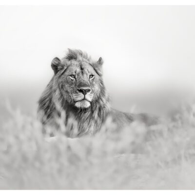 SINGITA LION II