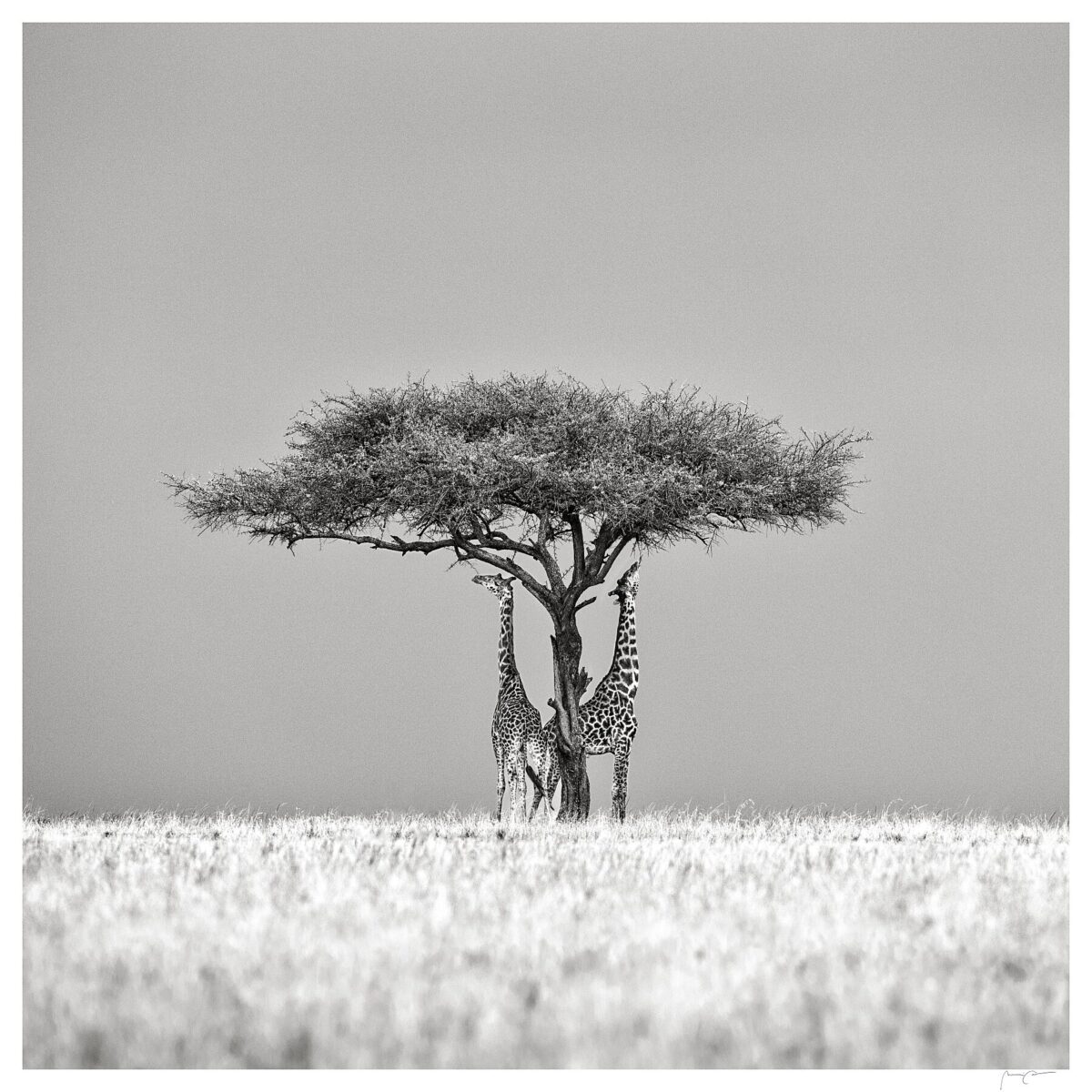 MARA TALES II