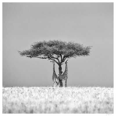 MARA TALES II