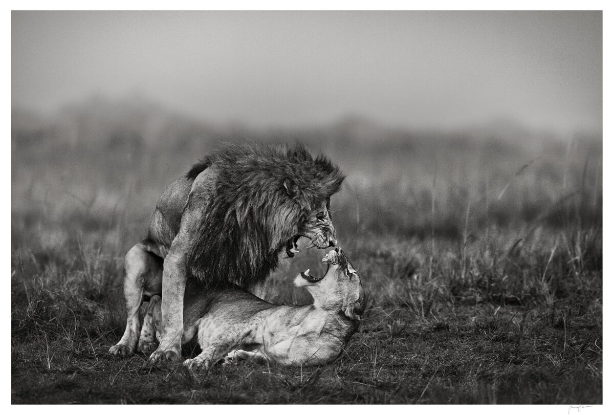 OATH OF WILD LOVE