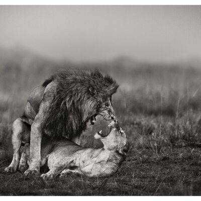 OATH OF WILD LOVE