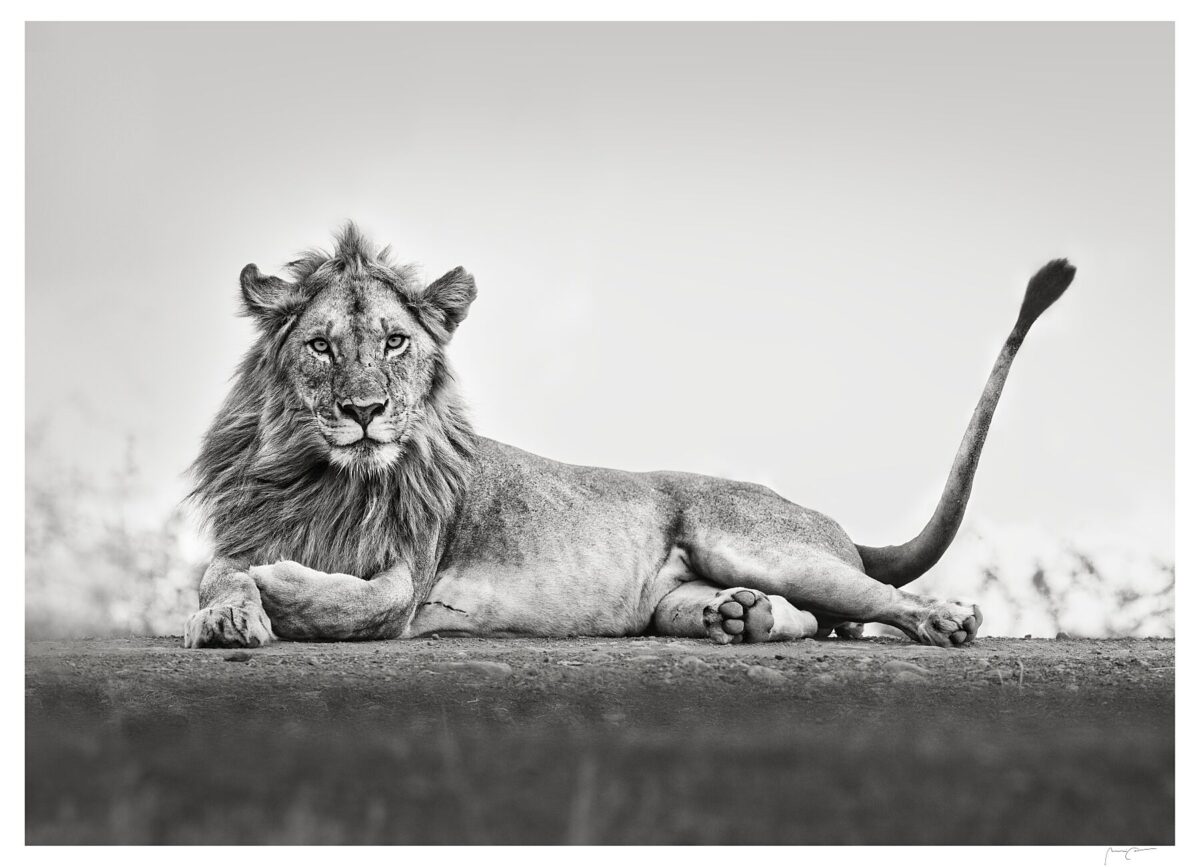 SINGITA YOUNG LION