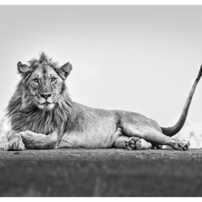 SINGITA YOUNG LION