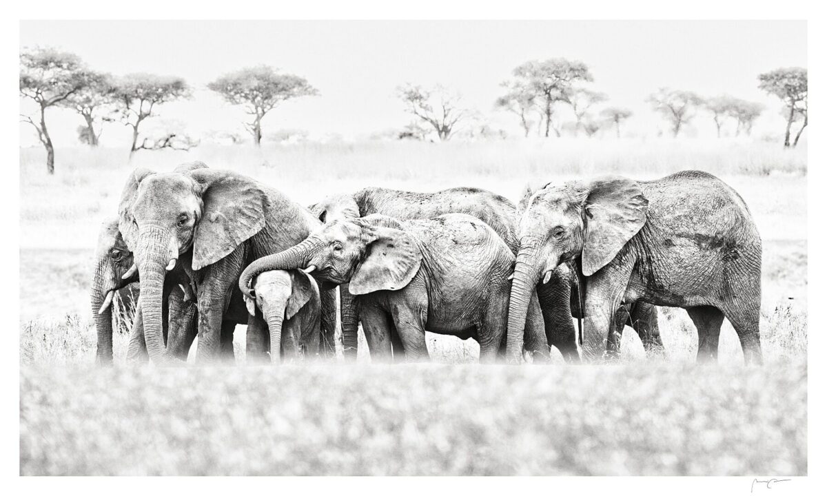 SERENGETI FAMILY