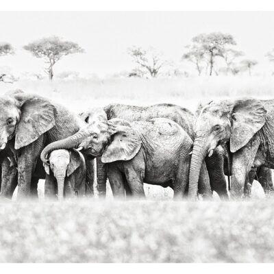 SERENGETI FAMILY