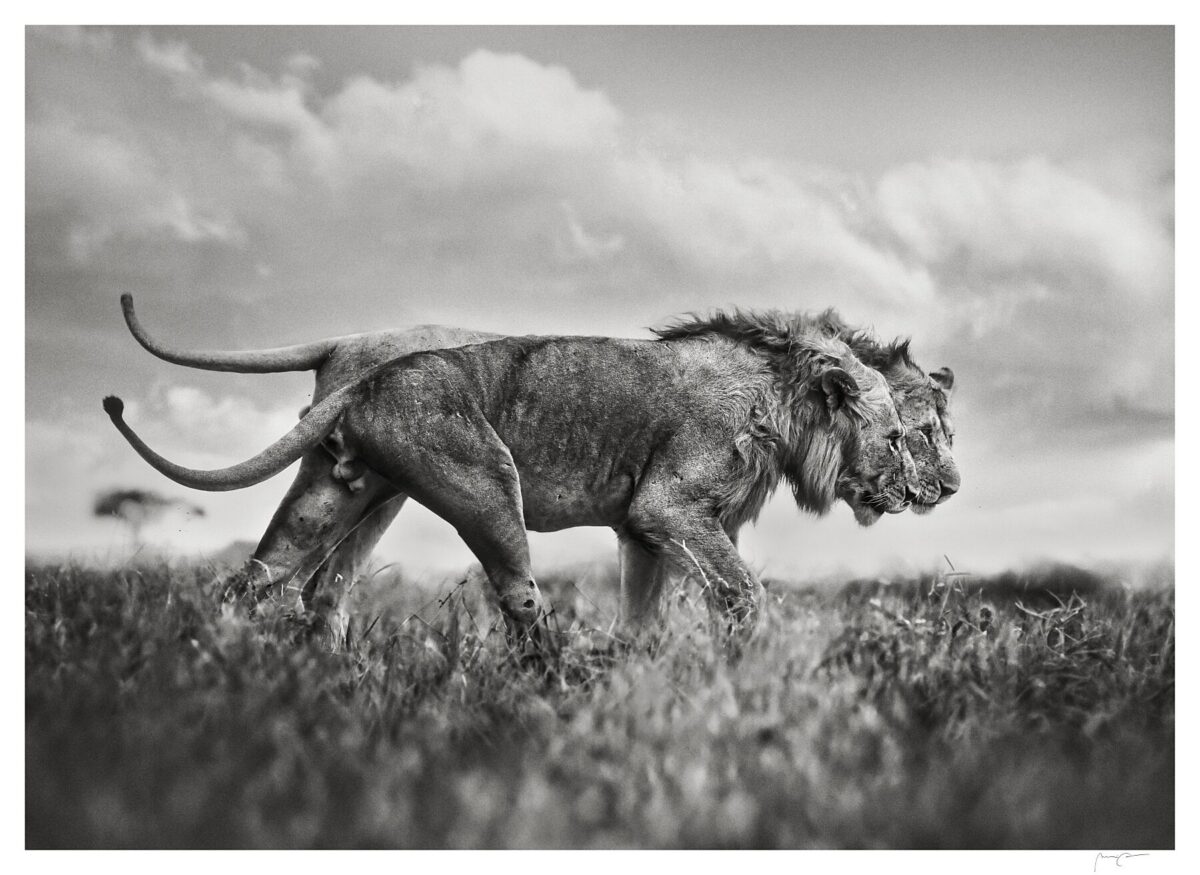 GUARDIANS OF THE SAVANNAH
