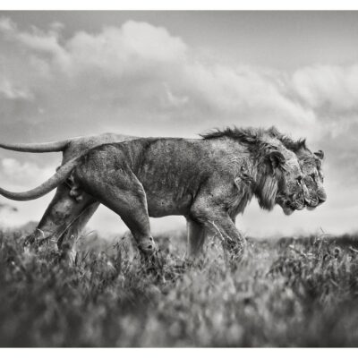 GUARDIANS OF THE SAVANNAH