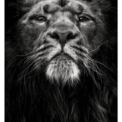 EYES OF THE WILD