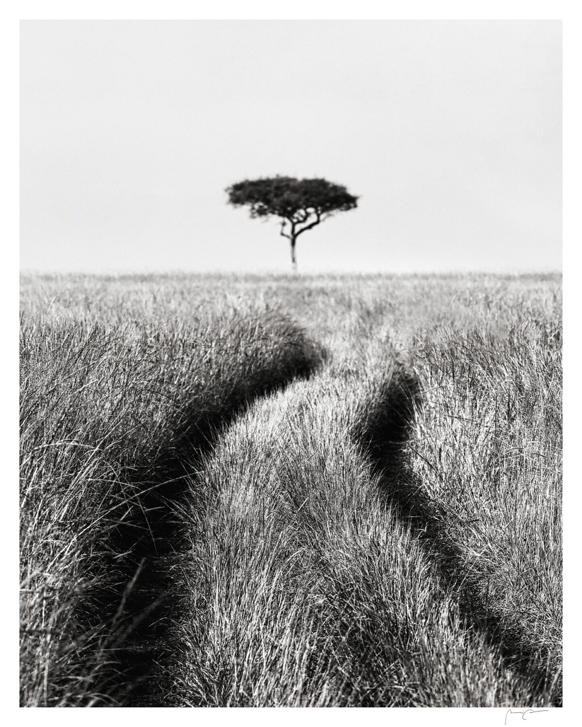 MAASAI MARA SERENE PATH