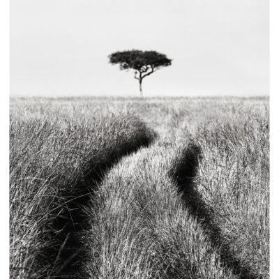 MAASAI MARA SERENE PATH