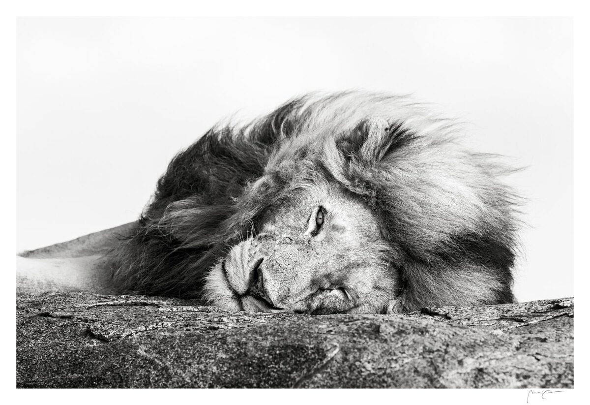 LAZY LION